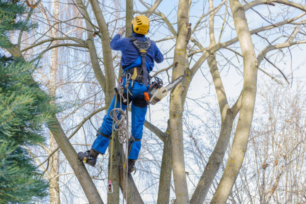 How Our Tree Care Process Works  in  Springville, NY